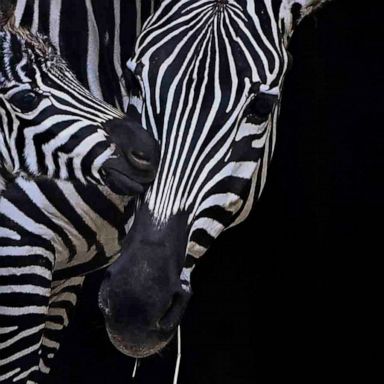 VIDEO: Baby zebra, Arlington National Cemetery and protest: World in Photos, Nov. 9