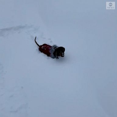 Two excited dogs explored the wintery landscape in Saskatchewan after snowfall in the region.