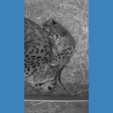 CAN’T SLEEP, WON’T SLEEP: This adorable snow leopard cub was up late squirming next to his mother.