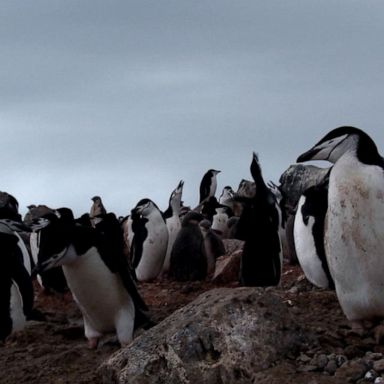 VIDEO: Extreme journey to Antarctica