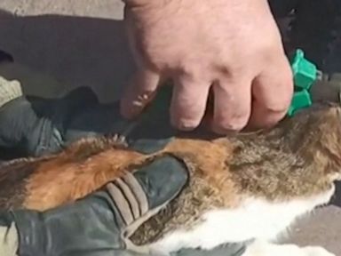 WATCH:  Firefighters rescue cat with head stuck in can