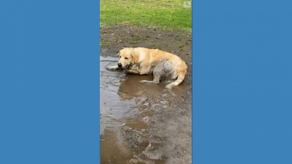 Video Golden retriever dives into mud puddle - ABC News