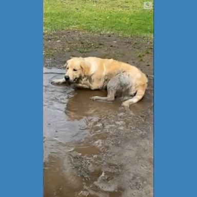 A playful golden retriever in Sydney took "playing dirty" to a whole new level as he dived into a puddle of mud.