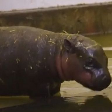 An adorable pygmy hippo explores her new surroundings and spends quality time with mom after the zoo announces her birth.