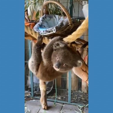 Freckles the koala got his morning workout in, swinging at a refuge outside Adelaide, Australia.