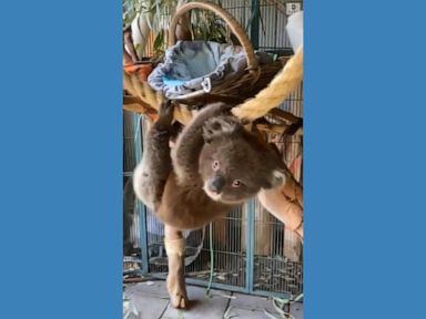 WATCH: Koala swings around at refuge