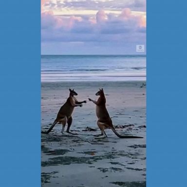 Two kangaroos kick-started their day with a dawn duel set against a spectacular backdrop at the Cape Hillsborough National Park in Queensland, Australia.