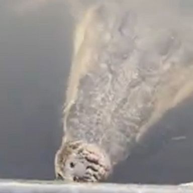 An Australian woman gets a fright when a crocodile lingering near her boat decides to try and take a bite out of her.