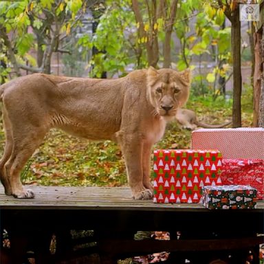 Animals at London Zoo open Christmas presents Animals at the London Zoo took part in holiday festivities by unwrapping Christmas presents.