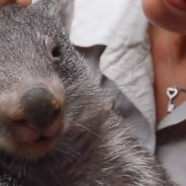 Baby animals at the Australian Reptile Park in Australia celebrated their first Christmas season, opening gifts and enjoying tasty treats.