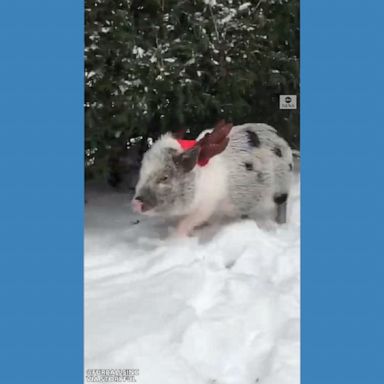 Betsy the pig fully embraced the holiday spirit on a snowy day in Montreal.