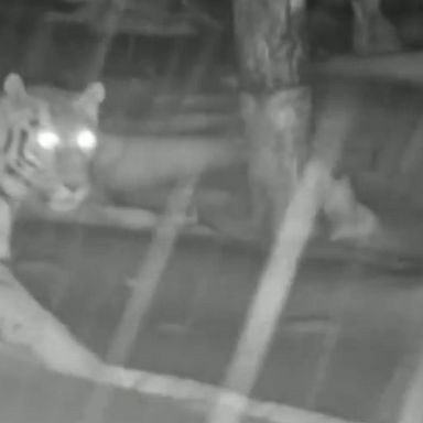 Hidden cameras in a Russian wildlife center caught a Siberian tigress, dubbed Svetlaya, with her two newborn cubs, only the third time they have been filmed.