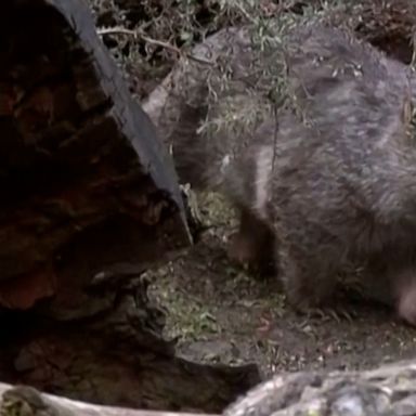 Cooper the wombat explored his enclosure at the Prague Zoo, which is looking for a partner for him so he isn't lonely.