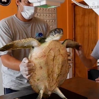 Turtles that had consumed various plastics or were caught in fishing nets were released into the Atlantic Ocean following rehabilitation at a marine wildlife center in Argentina.