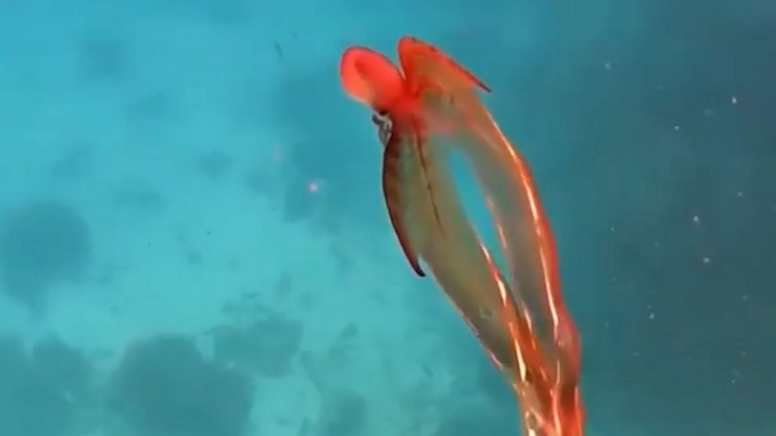 Rare blanket octopus spotted on Great Barrier Reef - Good Morning