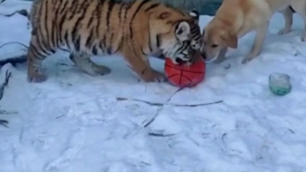 Adorable tiger cubs meet their dad for the 1st time - ABC News