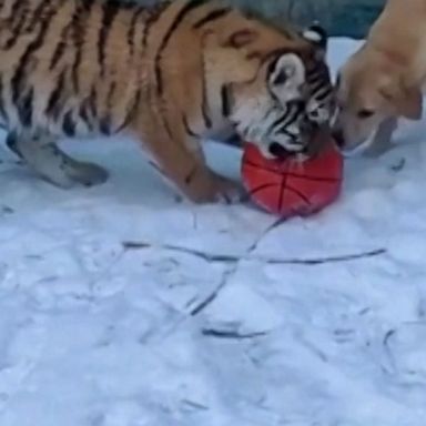 A three-legged lion, two tiger twins and a dog enjoy playtime at a Siberian zoo.