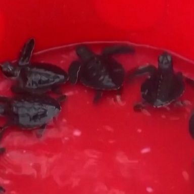 Around 40 critically endangered turtle hatchlings were released into the sea in Indonesia after being rescued from the beaches in Bali.