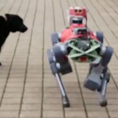 The robot dog can walk over any terrain by combining what its sensors “see” with what it knows about its surroundings, just like people or animals.