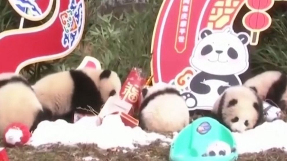 20 baby pandas make public debut | GMA