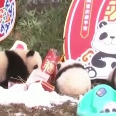 Twenty panda cubs make their public debut at a breeding base in southwest China ahead of the upcoming Spring Festival.