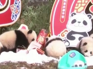 WATCH:  20 baby pandas make public debut