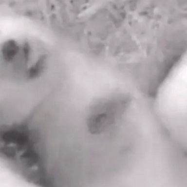 If it's cold where you are, we hope you're staying as cozy as these twin polar bear cubs.