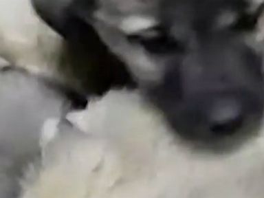 WATCH:  More than 60 puppies rescued from freezing cold
