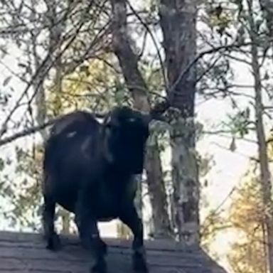 An energetic Nigerian dwarf goat got a case of the zoomies while playing on top of a shed in South Carolina.