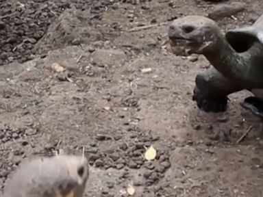 WATCH: Scientists make new discovery in giant tortoise species