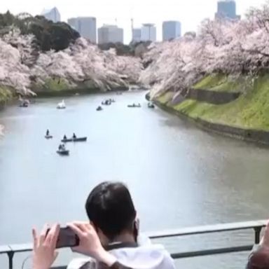 Thousands gather in central Tokyo to enjoy the view of cherry blossoms as the flowers, known locally as “sakura.”