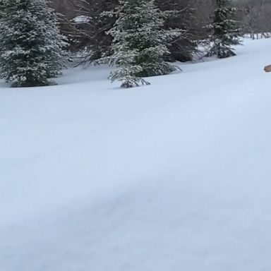 Winter is definitely not over in Iroquois Falls, Ontario, where a man broke a sheet of ice covering his entire car window amid a winter storm warning. 