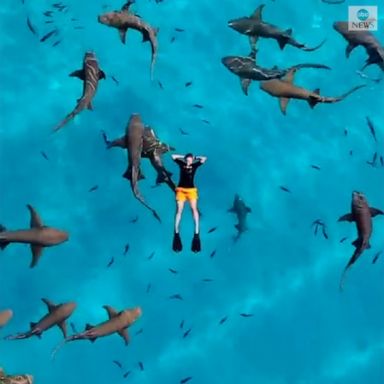 Drone footage from the Maldives captured a swimmer floating with sharks in crystal-clear waters.