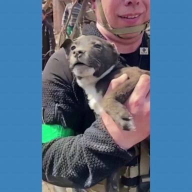 A video released by the Donetsk Regional Police showed Ukrainian rescuers pulling a puppy alive from the rubble of a bombed building.