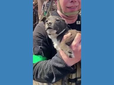 WATCH: Puppy rescued from rubble in eastern Ukraine