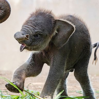 VIDEO: A baby elephant, Holy Week, and a forest in bloom: World in Photo, April 14