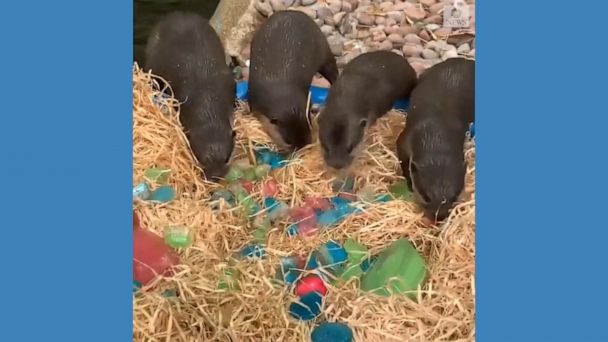Video Perth Zoo animals treated to Easter snacks - ABC News