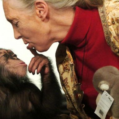 VIDEO: Apple partners with Dr. Jane Goodall to confront the climate crisis