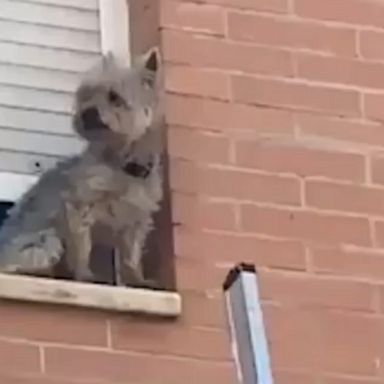 The dog found itself trapped on a ledge and was rescued by police officers with a ladder in the Spanish city of Seville.