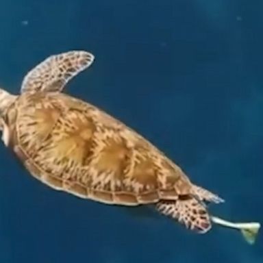 Lucky tourist gets up close and personal with a majestic sea turtle while diving in the Maldives.