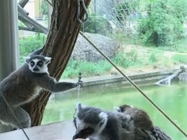WATCH: Vienna Zoo welcomes baby ring-tailed lemur