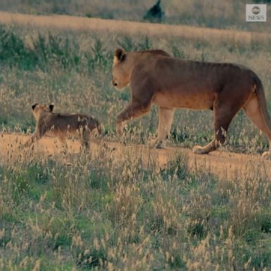 Adorable 13-week-old lion cubs made their debut at Monarto Safari Park in South Australia to the delight of visitors and zoo staff. 