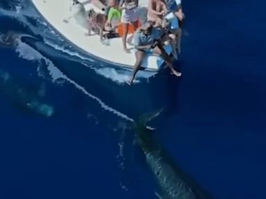 WATCH:  Pilot whales swim near boat off the Maldives coast