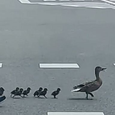 A motorist stopped at a crosswalk in Spain and spotted an elderly couple guiding a family of ducks across the road.