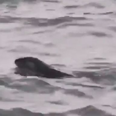 A river otter spotted swimming in the Detroit River in southern Ontario is believed to be the first such sighting in over 100 years.