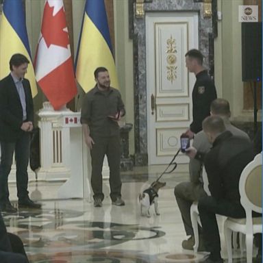 Ukrainian President Volodymyr Zelenskyy presented a medal to a bomb-sniffing Jack Russell terrier named Patron and his handler.