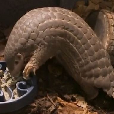 A pair of critically endangered Chinese pangolins were introduced at a zoo in Prague, the second animal park in Europe to have the animals.