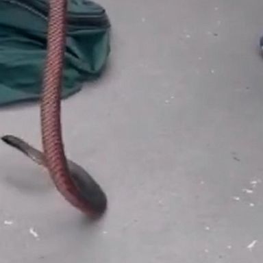 A snake catcher pulled a poisonous red-bellied black snake from underneath a trash bin in a Sydney suburb as the terrified homeowners looked on.