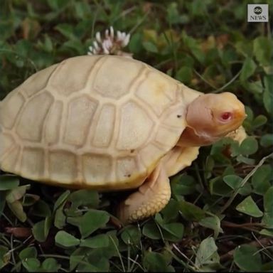 VIDEO: Rare albino tortoise in Switzerland zoo