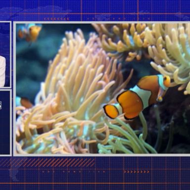 VIDEO: By the Numbers: World Oceans Day